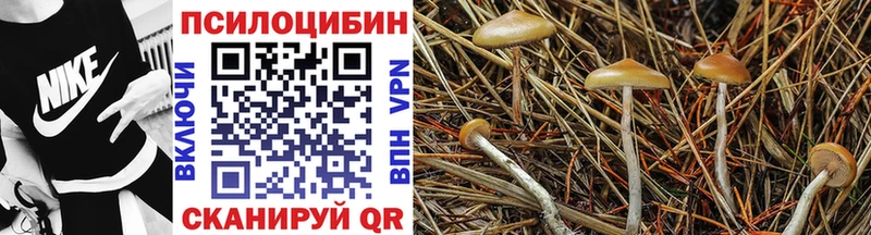 Купить  Аркадак  Псилоцибиновые грибы Psilocybe 